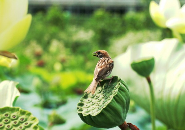 2a4665ba042ed56971ab9bf2240c625c_1471015