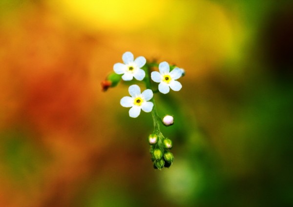 2a4665ba042ed56971ab9bf2240c625c_1471015