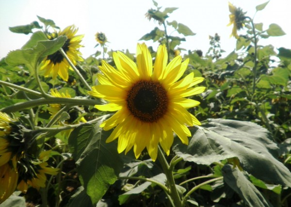 2a4665ba042ed56971ab9bf2240c625c_1471016