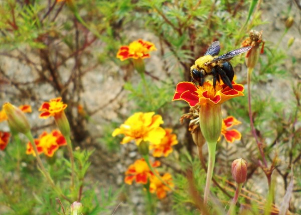 2a4665ba042ed56971ab9bf2240c625c_1471016